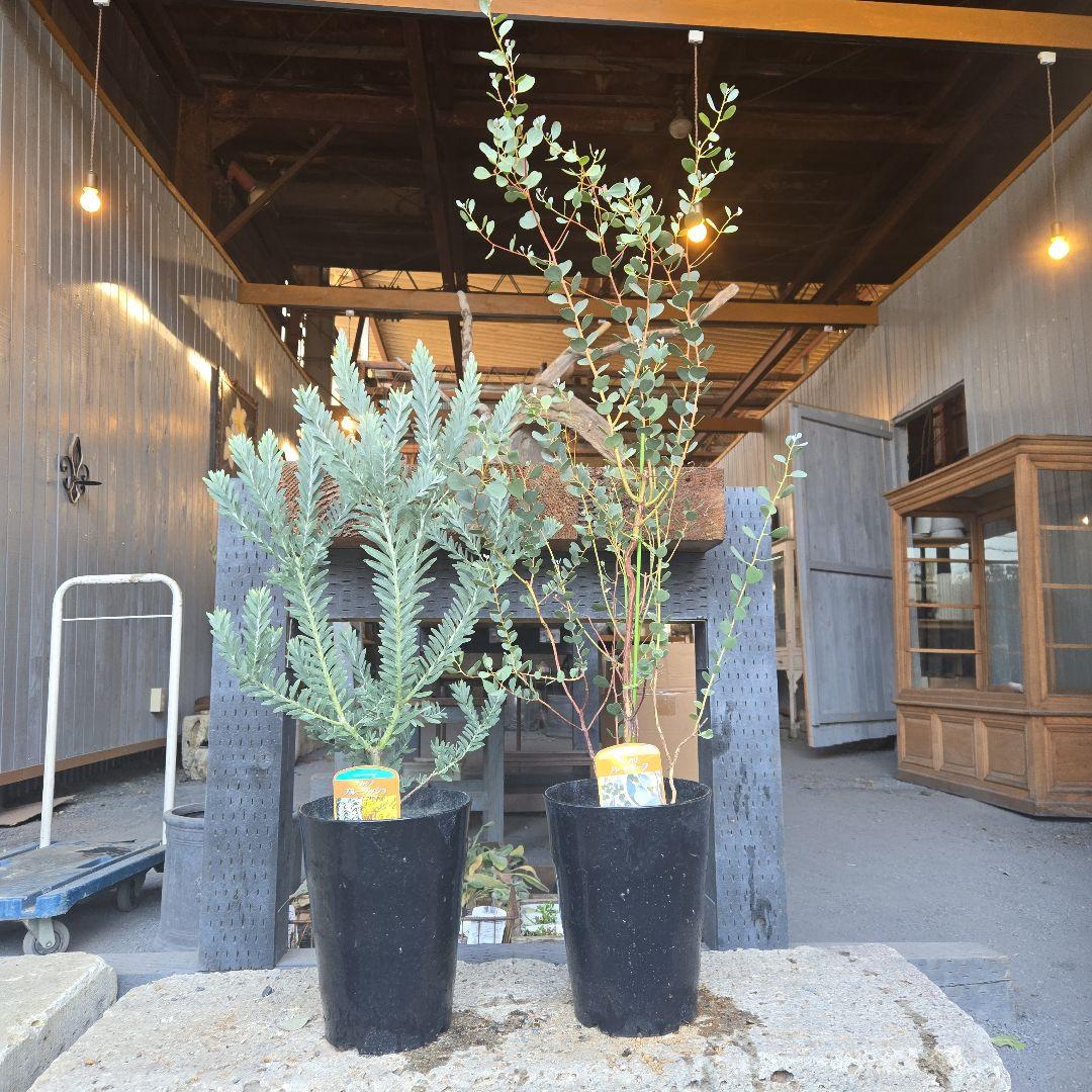 sealow　アカシアブルーブッシュ、ユーカリウェブステリアナ　2苗セット