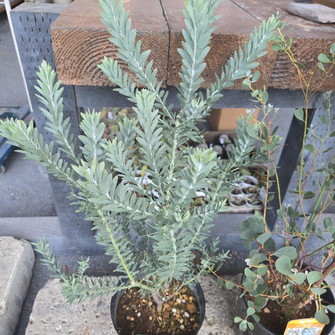 sealow　アカシアブルーブッシュ、ユーカリウェブステリアナ　2苗セット