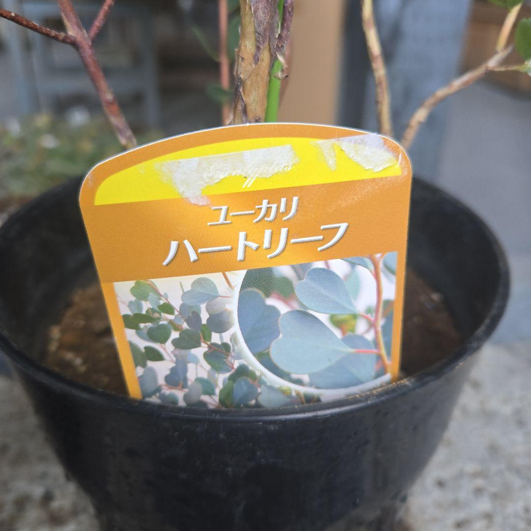 sealow　アカシアブルーブッシュ、ユーカリウェブステリアナ　2苗セット