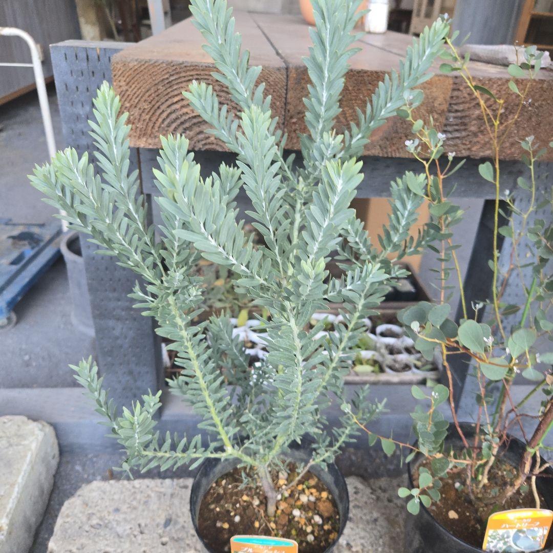 sealow　アカシアブルーブッシュ、ユーカリウェブステリアナ　2苗セット