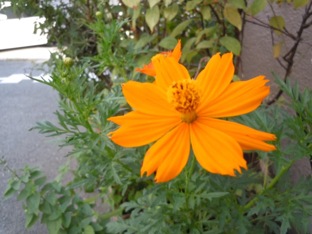 実写良⭕️【動作確認済】Nikon COOLPIX S6000 デジカメ