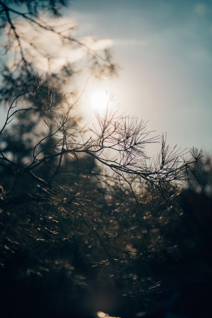 接写大幅UP！Leica Elmar 65mm F3.5 Viso 2nd