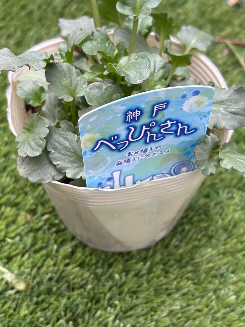 R*U様 神戸べっぴんさんビオラ花苗フリルパンジー水色カラー試作品種？