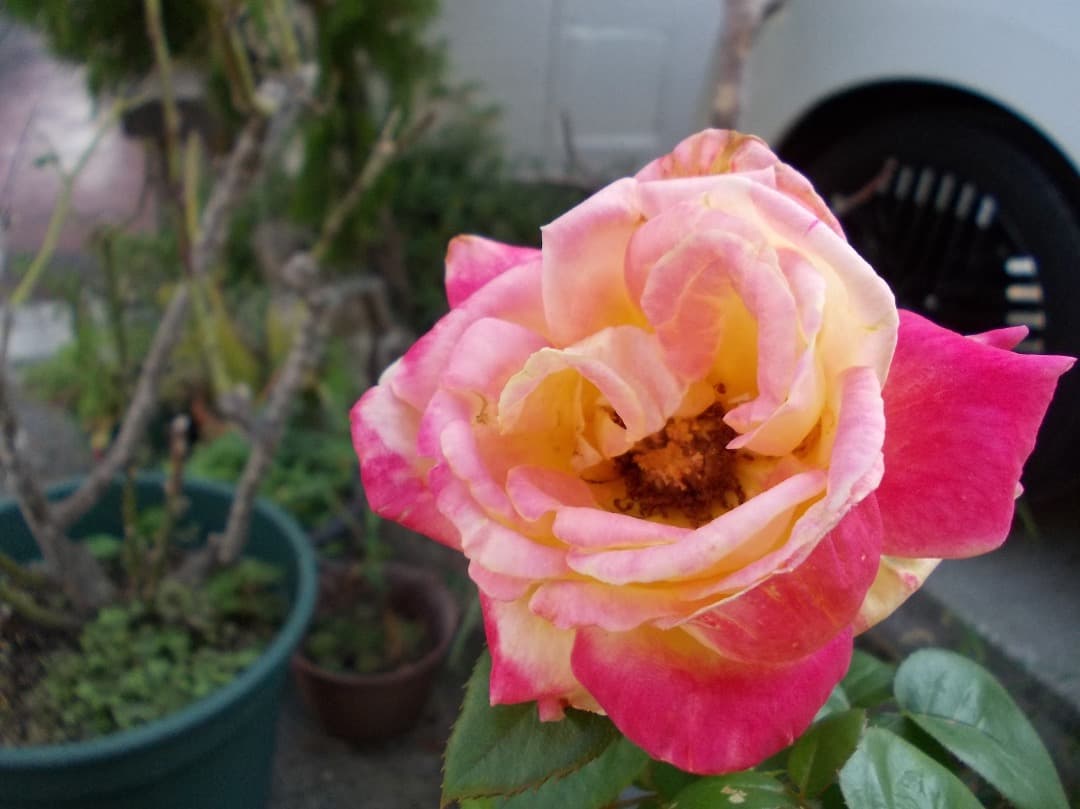 SDカード、リーダー付【動作確認済】Nikon COOLPIX L23 シルバー