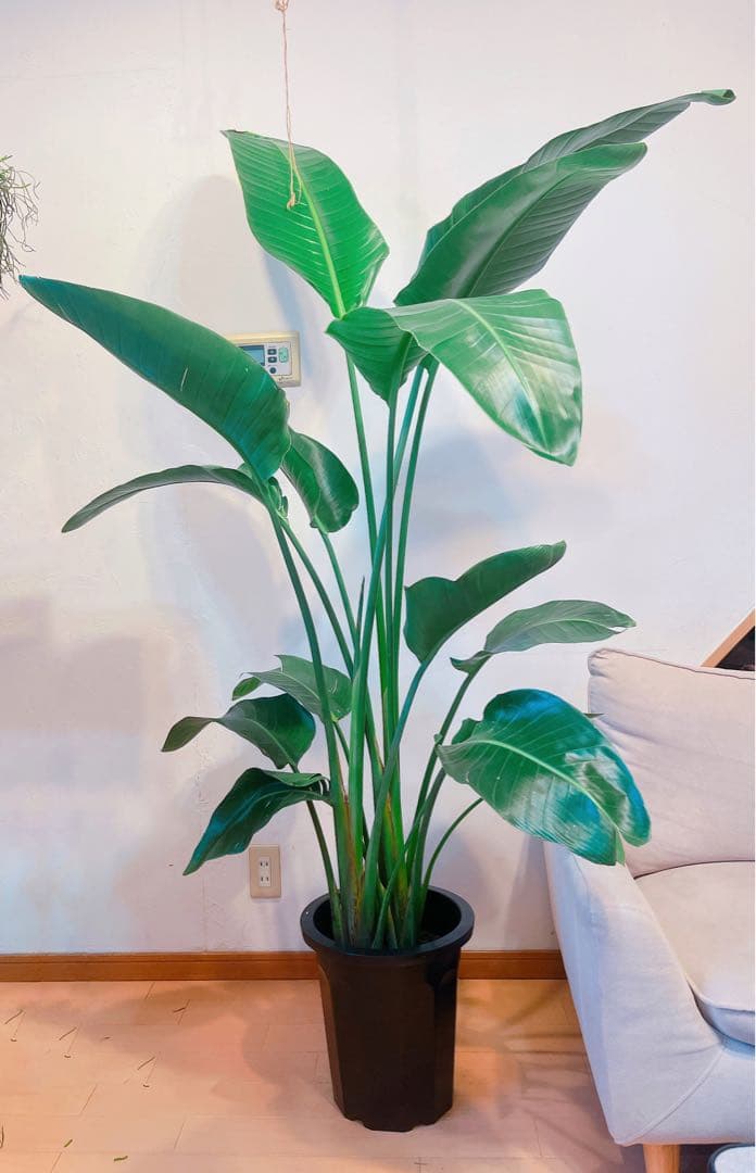 激安！　ストレチア　オーガスタ Ｃ　大型❗️ 184センチ　10号鉢 観葉植物