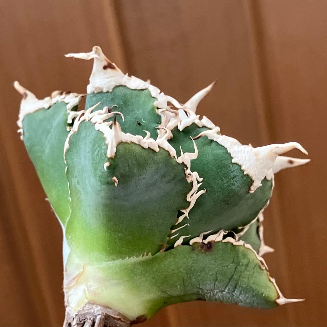 t*4様 【オークション】10 超選抜　美株　太棘　アガべ　チタノタ　白豪刺　T