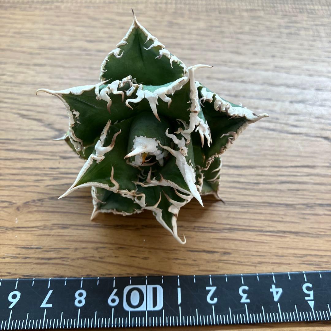 t*4様 【オークション】10 超選抜　美株　太棘　アガべ　チタノタ　白豪刺　T