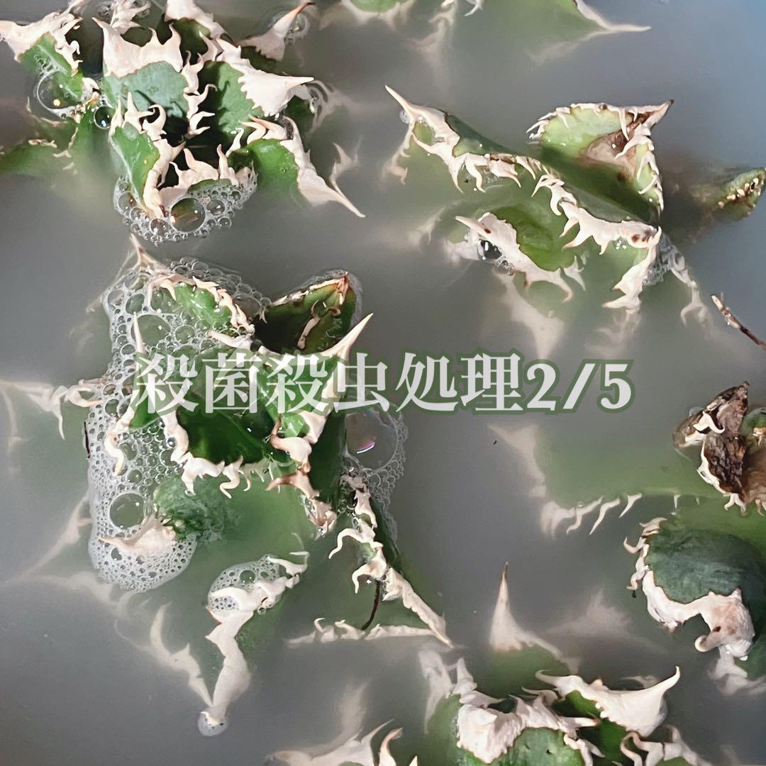 t*4様 【オークション】10 超選抜　美株　太棘　アガべ　チタノタ　白豪刺　T