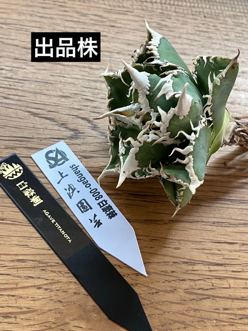t*4様 【オークション】10 超選抜　美株　太棘　アガべ　チタノタ　白豪刺　T