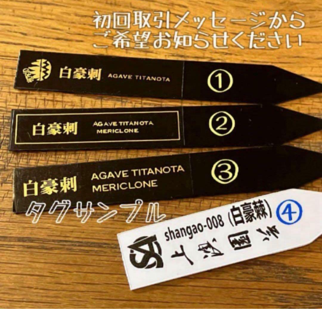 t*4様 【オークション】10 超選抜　美株　太棘　アガべ　チタノタ　白豪刺　T