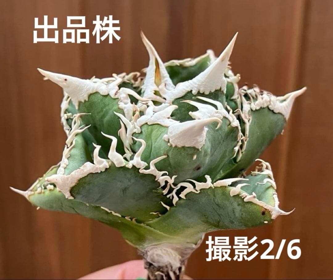 t*4様 【オークション】10 超選抜　美株　太棘　アガべ　チタノタ　白豪刺　T