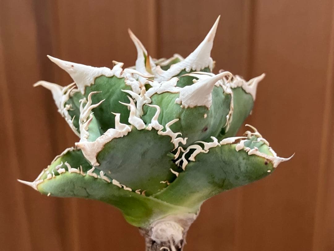 t*4様 【オークション】10 超選抜　美株　太棘　アガべ　チタノタ　白豪刺　T