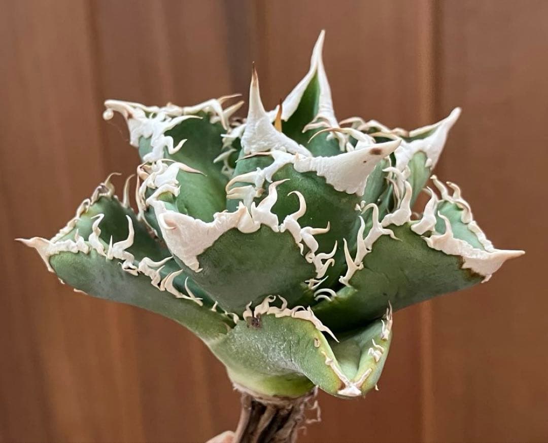 t*4様 【オークション】10 超選抜　美株　太棘　アガべ　チタノタ　白豪刺　T