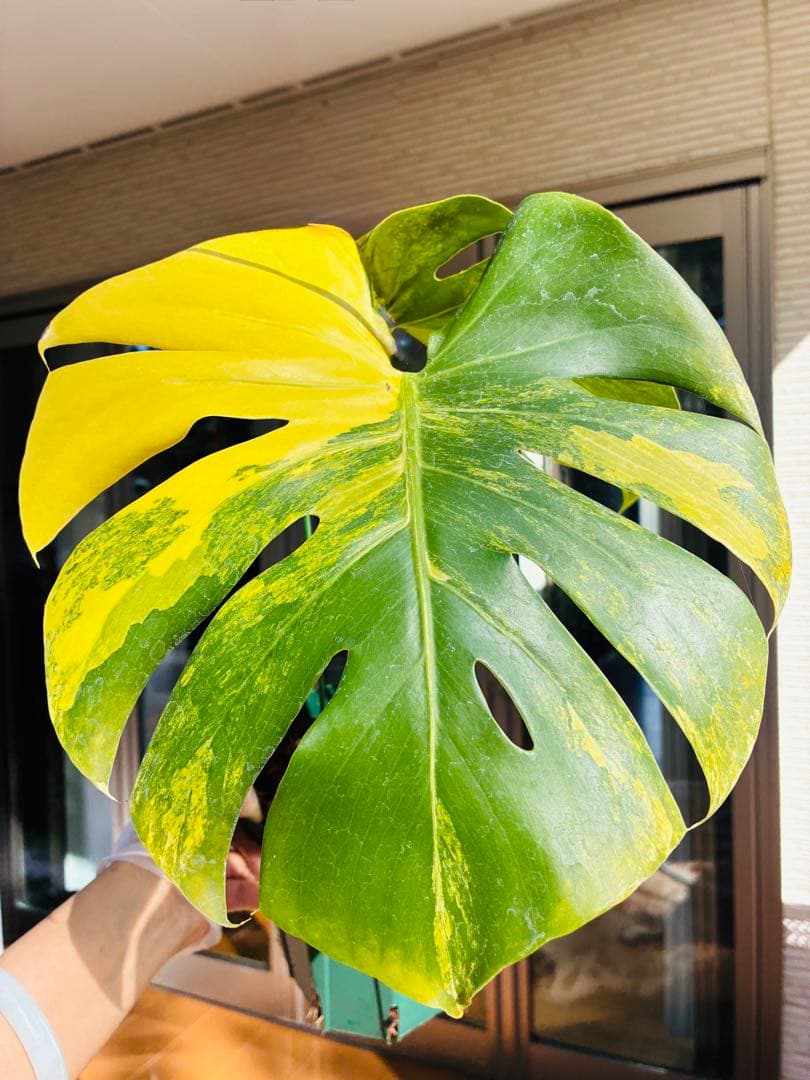 黄斑入り　モンステラモンステラ　デリシオーサ イエローマリリン　大株