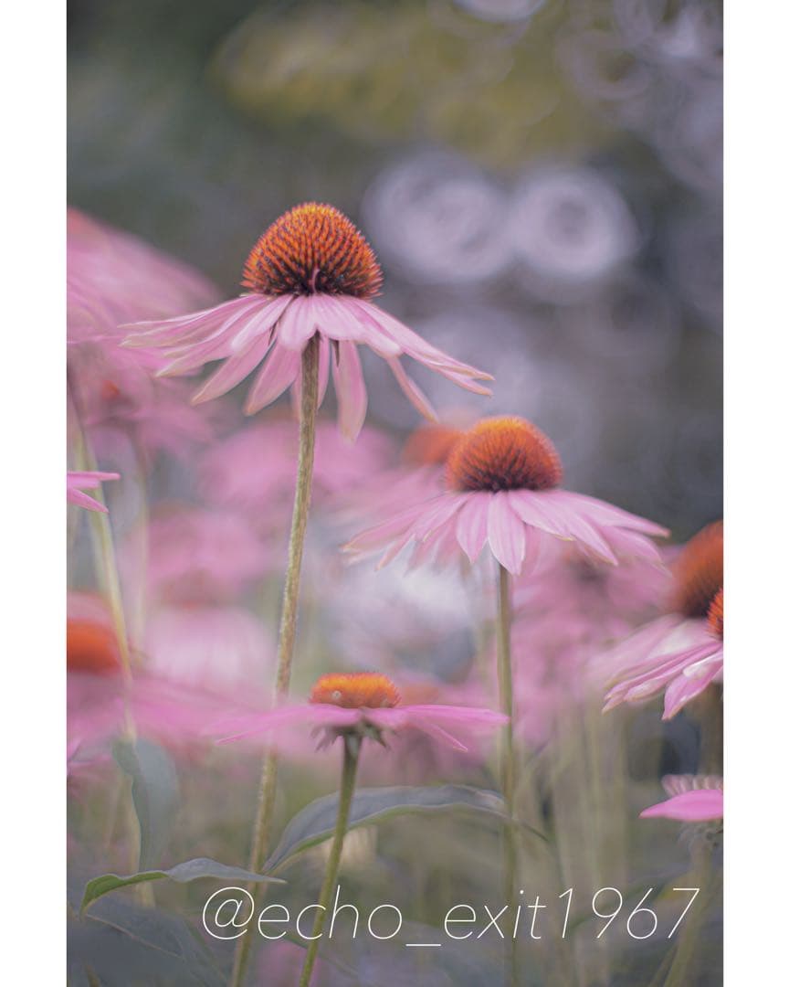宝石レンズ Super Takumar 後期型　55mm f1.8 m