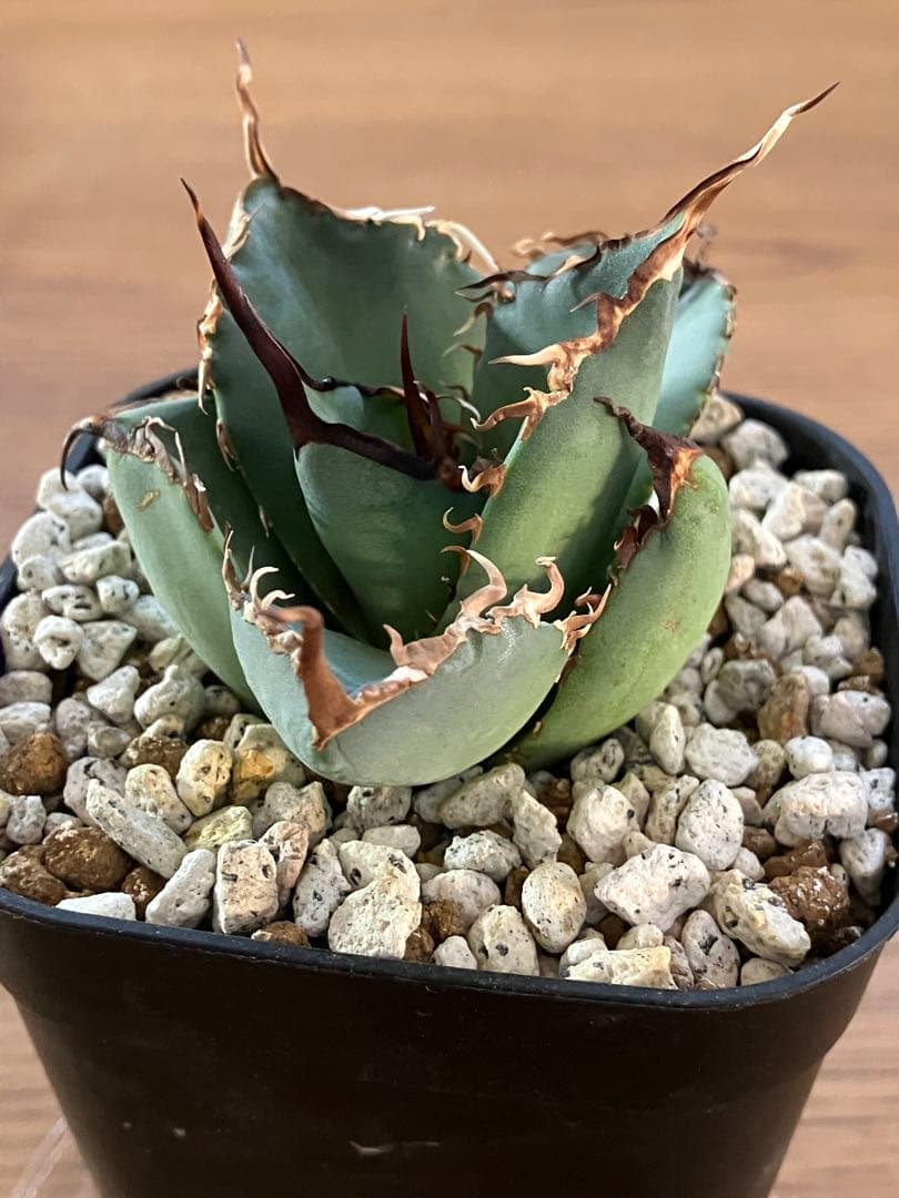 モ*ギ様 【初売りオークション】49 REZA産　長棘　アガベ　TARANTUL