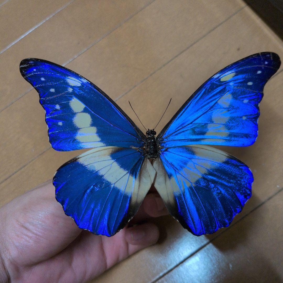 【良個体】　蝶標本 昆虫標本 外国産蝶標本　ヘレナモルフォ