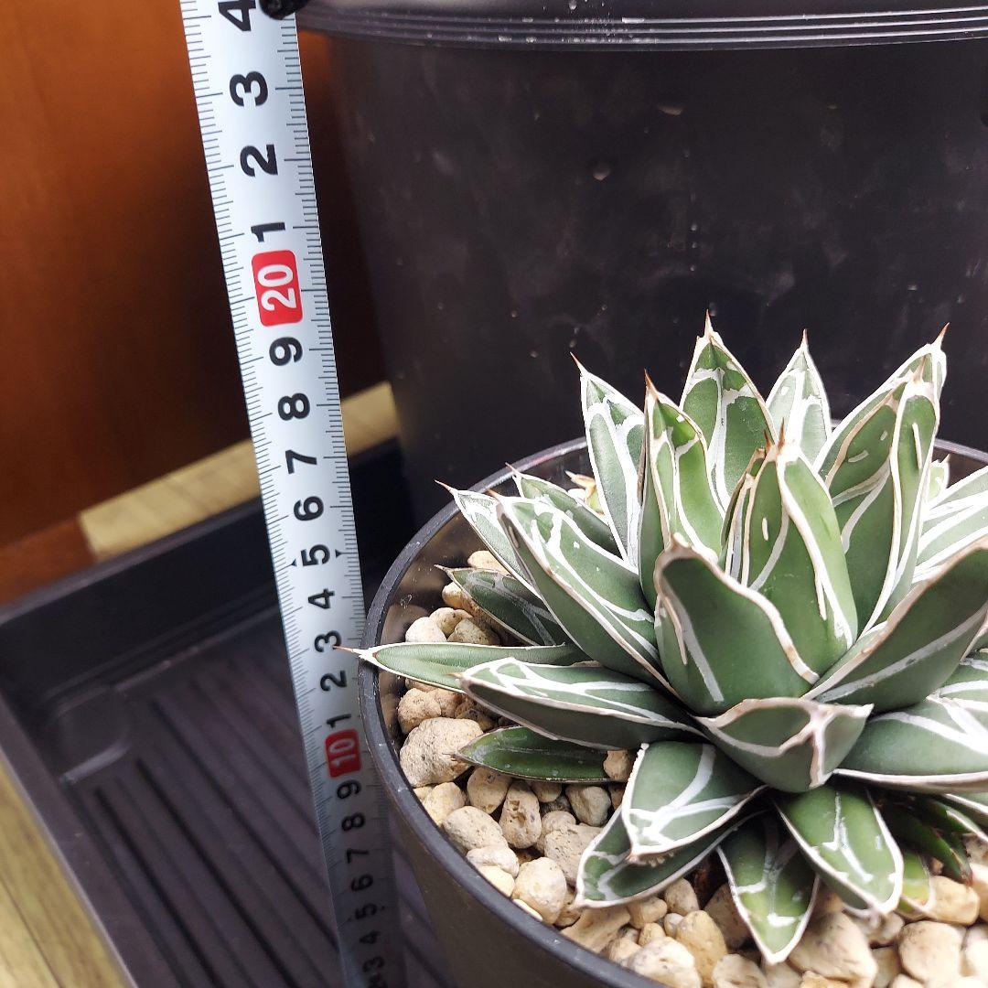 じ*む様 親株販売！！　子株付き　アガベ　姫笹の雪　特濃白ペンキ　耐寒性あり　オ