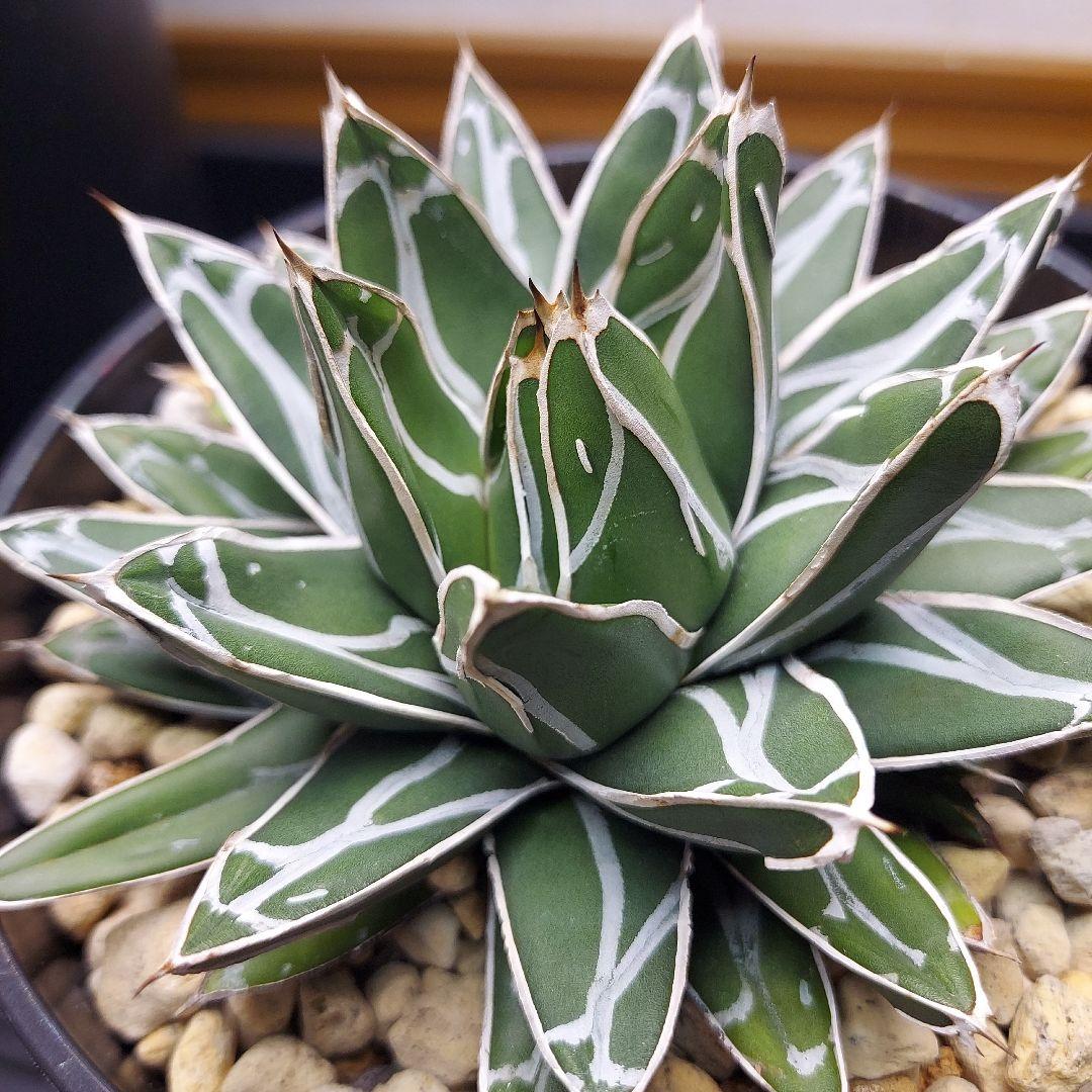 じ*む様 親株販売！！　子株付き　アガベ　姫笹の雪　特濃白ペンキ　耐寒性あり　オ