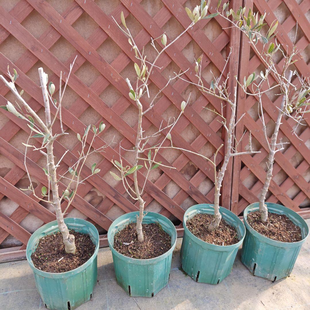 オリーブの木　ジャンボカラマタ　接ぎ木　4本セット