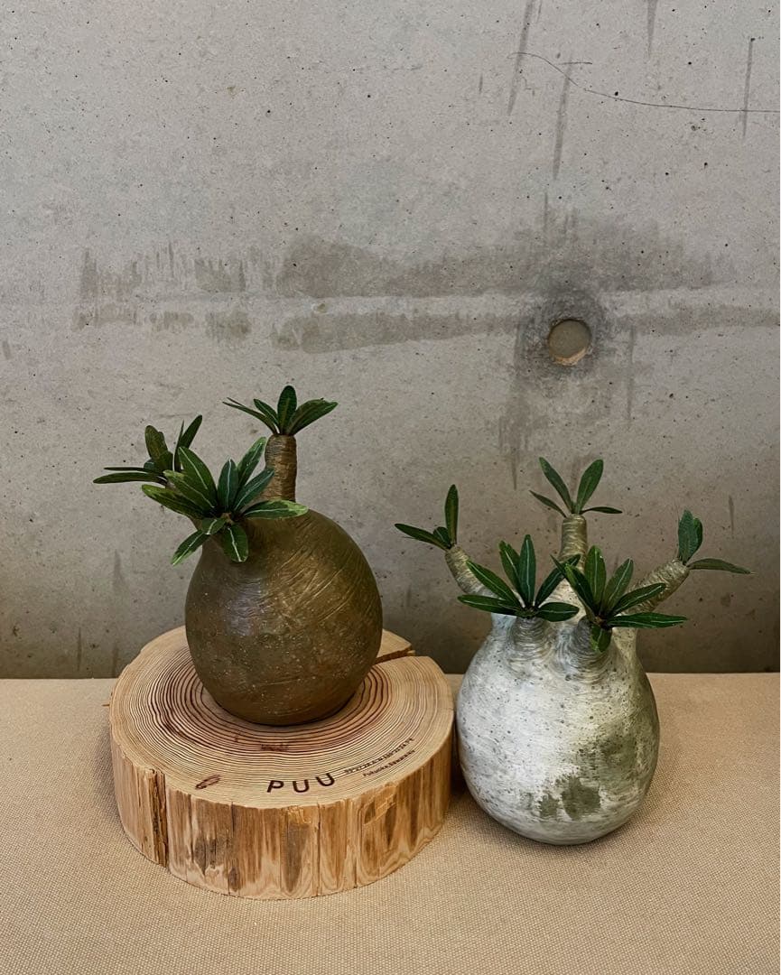 kkkkk.plants様 ありがとうございます。