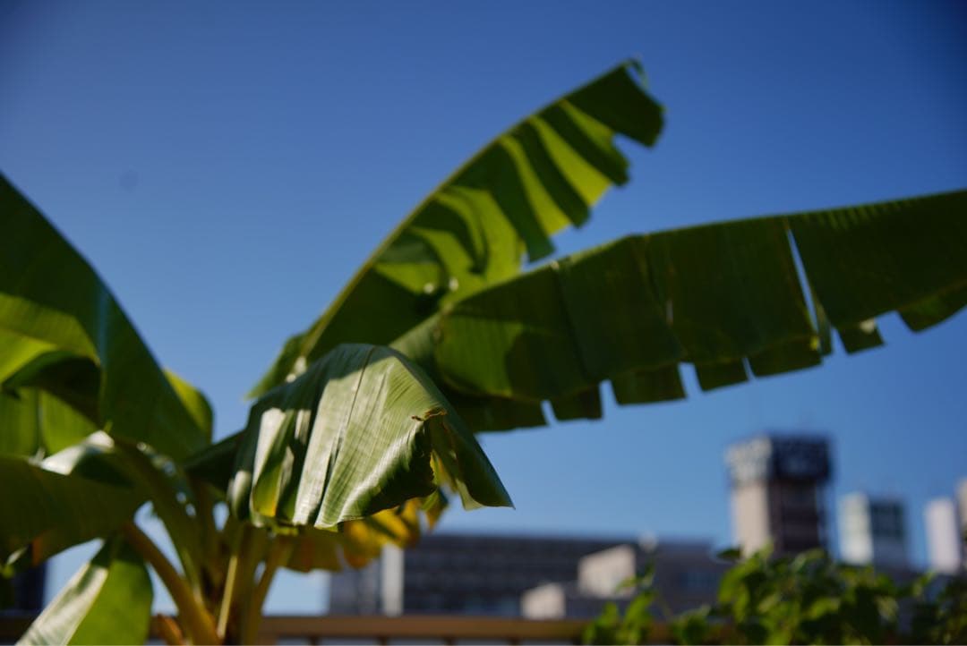 ニコン 24-120mm f/4 ＋ Commlite ソニー用 AFアダプター