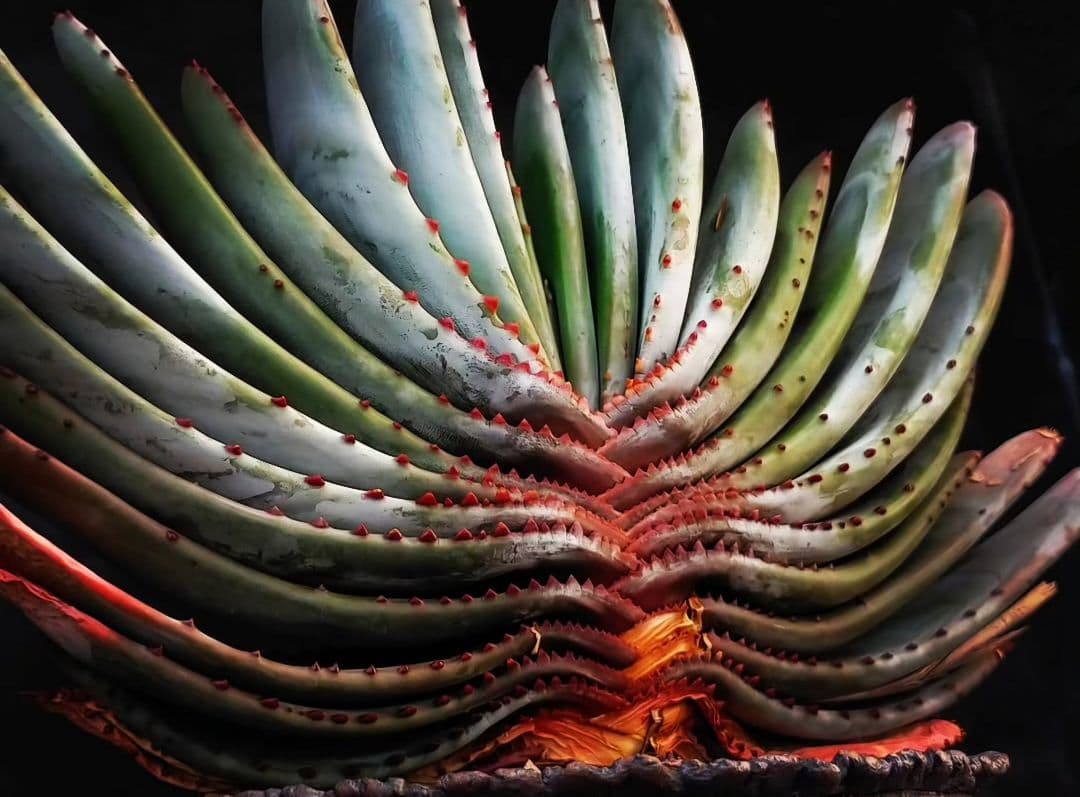 速達発送&ロウルサンコさんラベル付き☆コンプレッサシストフィラ(ビグザム交配)