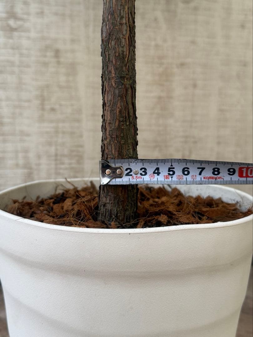 ☆ フィカス•バンビーノ♪10号 幹太 142cm 大葉 リビングサイズ♪