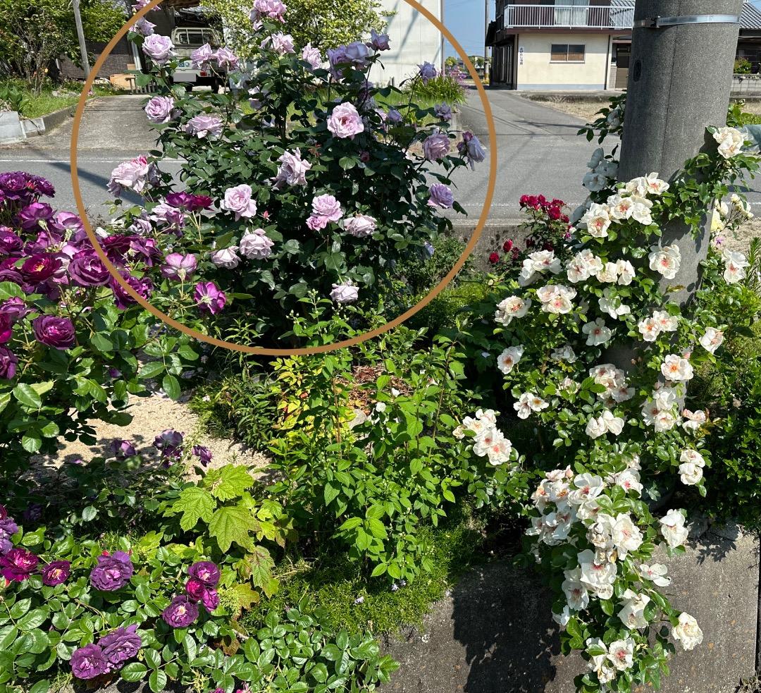 【バラ「超」大苗】　ブルームーン