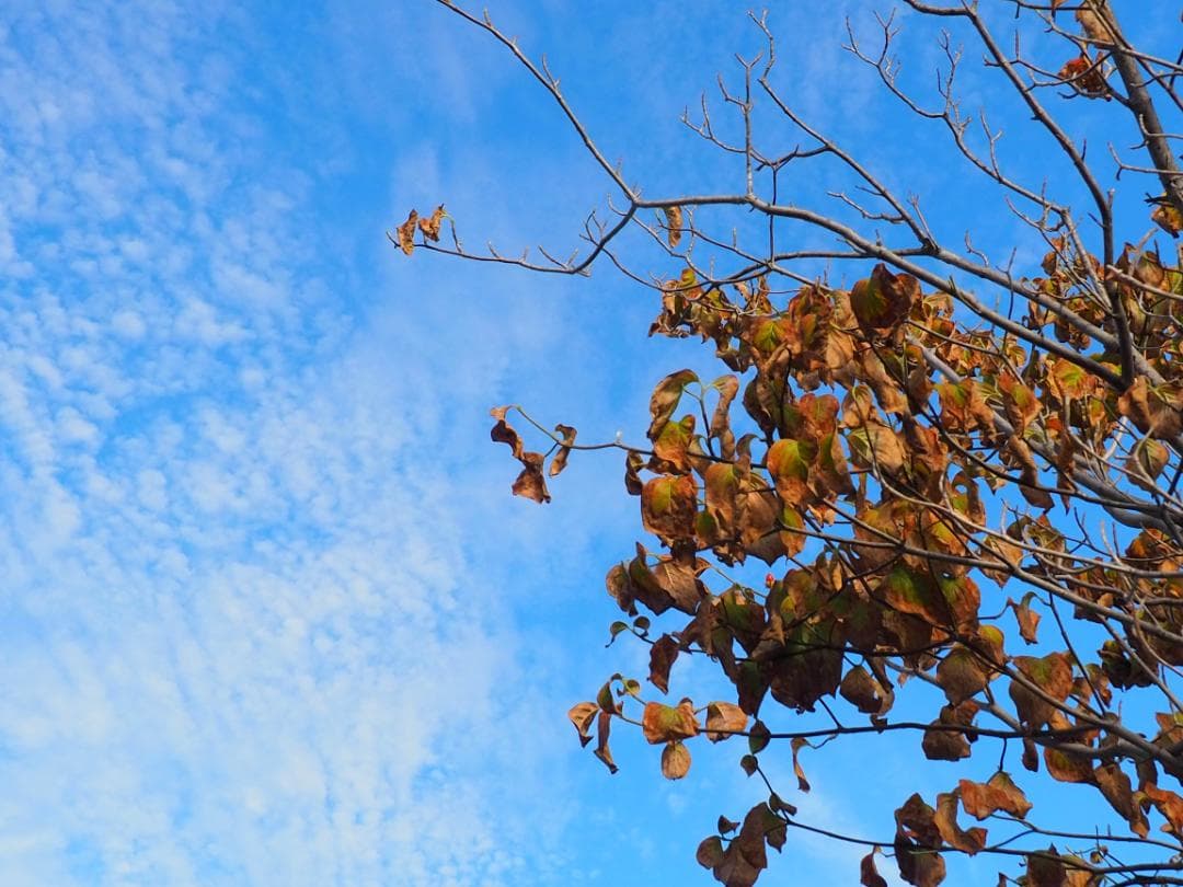 OLYMPUS PEN E-PL9 レンズキット スマホ転送OK