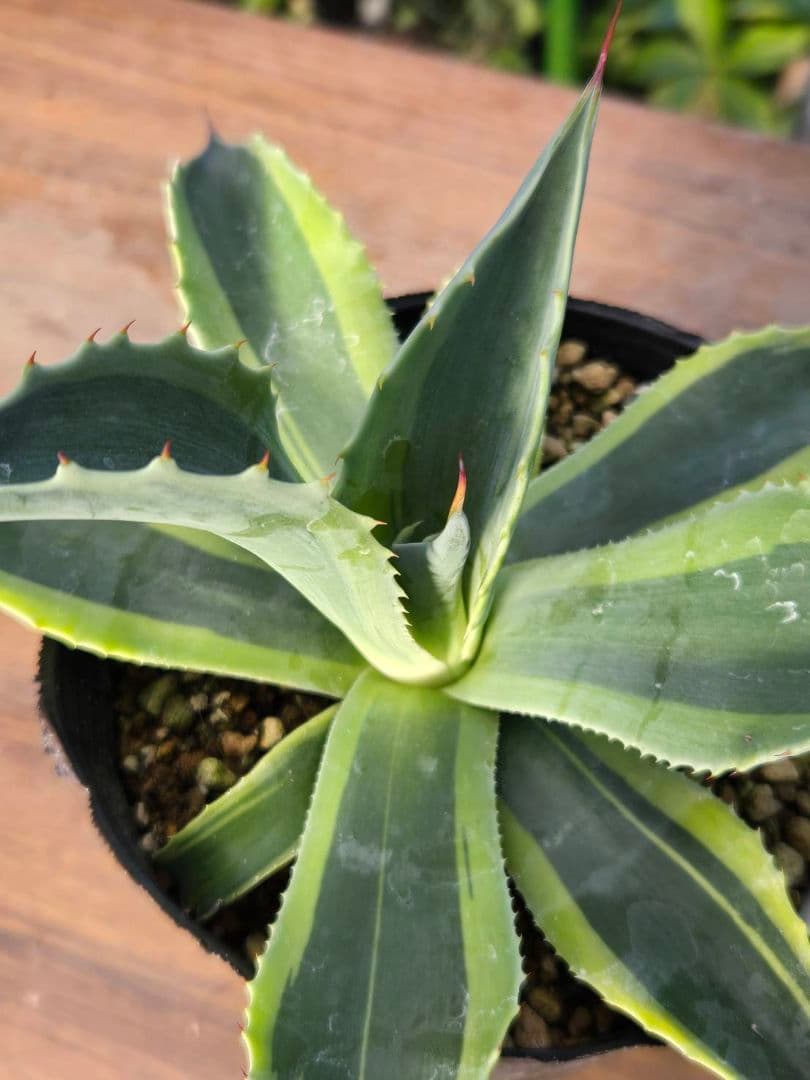 ☆アガベ☆オバティフォリア　オルカ☆希少☆4号ポット☆1月8日以降☆