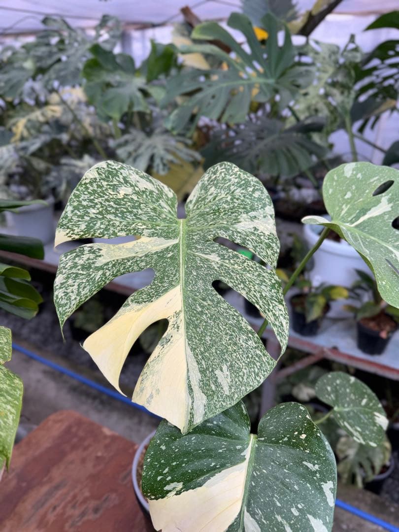 k*u様 1モンステラ　タイコンステレーション　スターライト