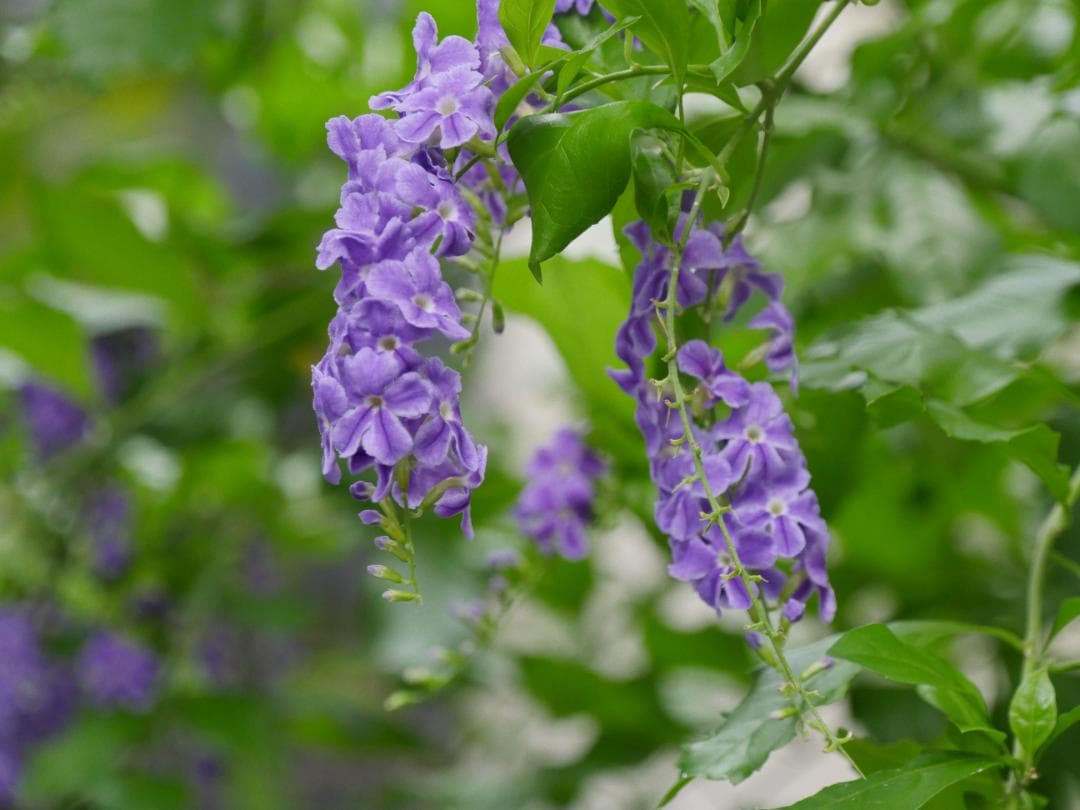 Panasonic LUMIX GX8 DMC-GX8-K ボディ