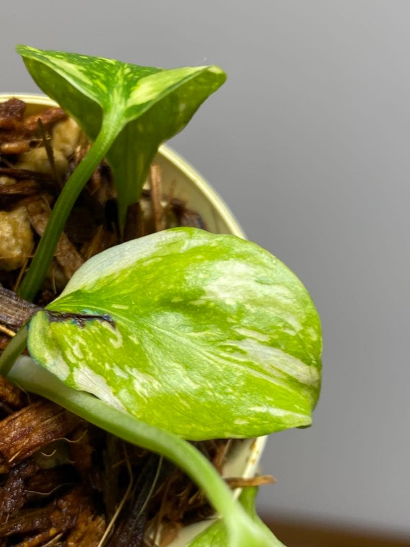 M*0様 ②【超希少‼️】モンステラ　エレクトロライト　斑入り　レア　人気　メル