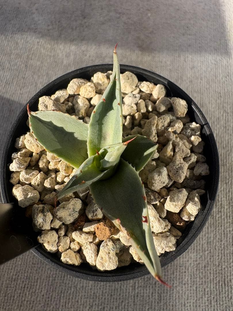 ★最終SALE★ アガベ　オバティホリア　アウェイクニングエンジェル