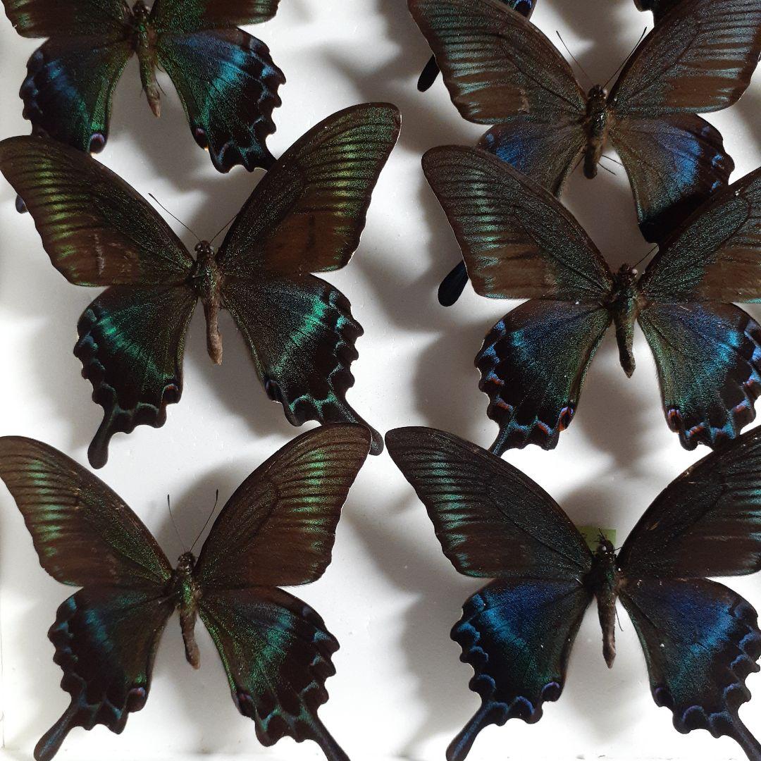 蝶標本　ミヤマカラスアゲハ(春型夏型　♂️♀53頭)大型ドイツ標本箱二箱入り