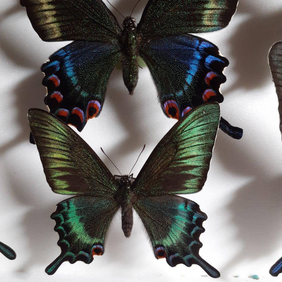 蝶標本　ミヤマカラスアゲハ(春型夏型　♂️♀53頭)大型ドイツ標本箱二箱入り