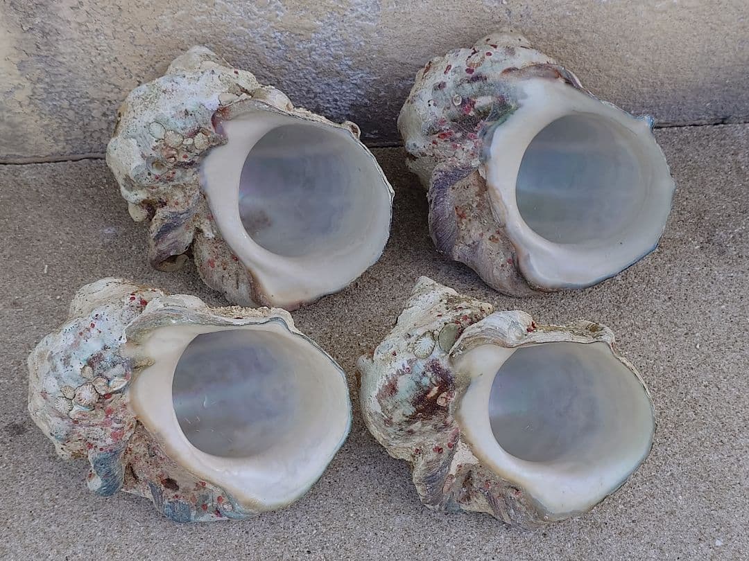 ☆貝☆貝殻☆標本☆　夜光貝×14個　+オマケ 9個