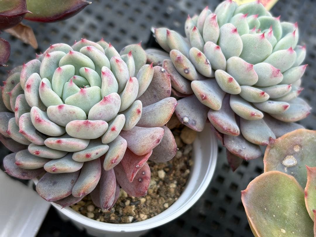 おらいさん苗12個セット　そわそわオマケで13苗ミックスベリア　エケベリア多肉