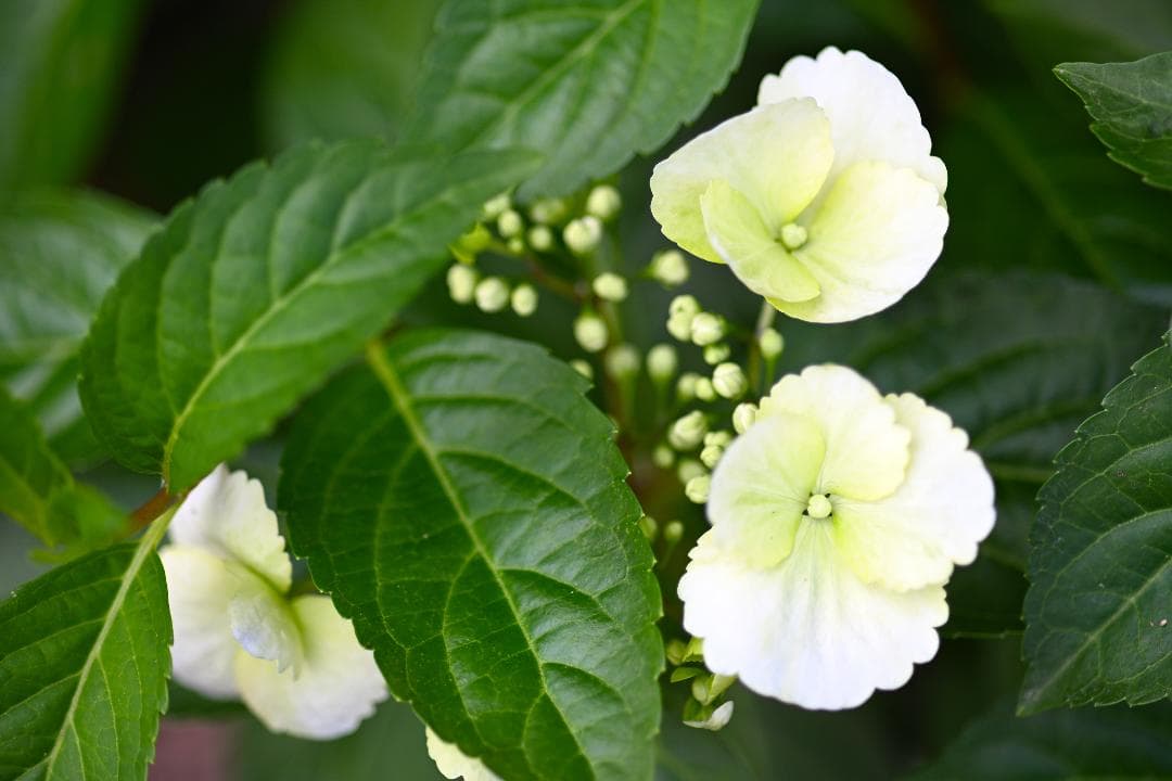 レンズ(単焦点) Nikon Ai-S Micro-NIKKOR 105mm F2.8