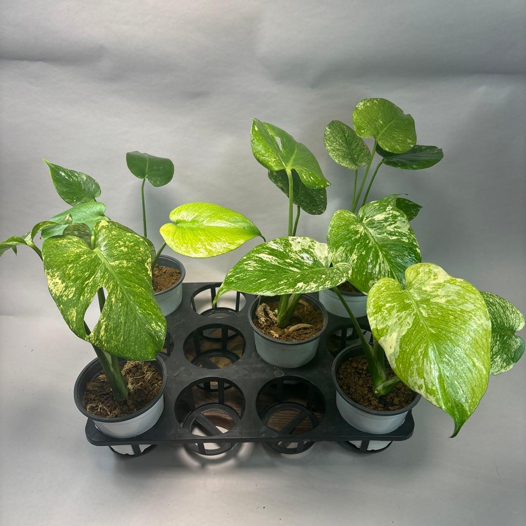 さ*ん様 5株セットms43【特別選抜】ホワイトモンスター／天津蘭 モンステラ斑