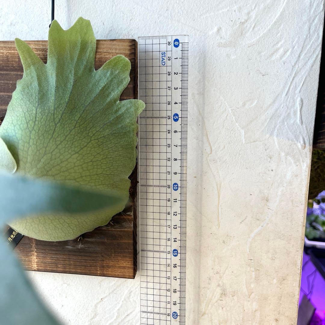 ぽ*様 ビカクシダ　ウィリンキー　月光爪哇　子株　板付