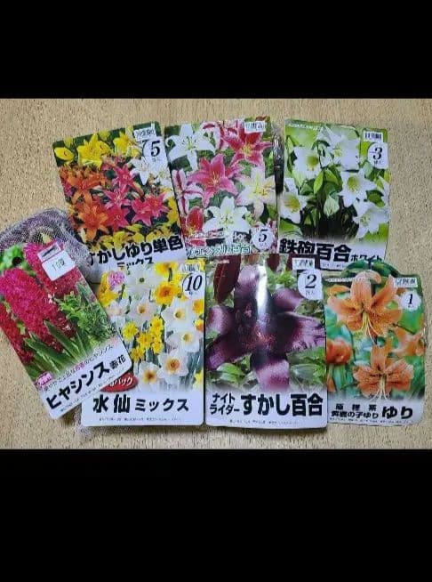 球根セット ①②③④ あずき様