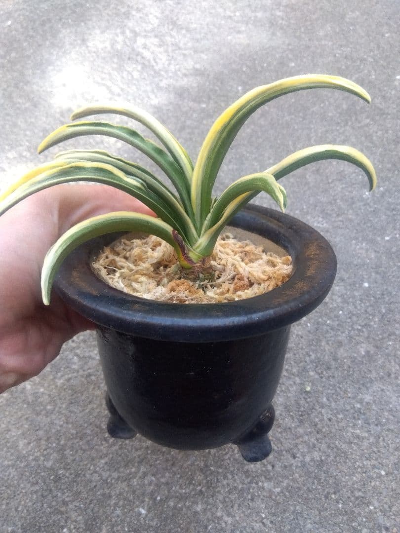 然舎　万年青　おもと　長生殿　覆輪斑　4号陶器鉢つき　極上❗　①