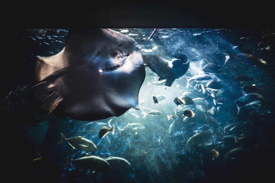 SONY VLOGCAM ZV-1 セット コンパクトデジタルカメラ