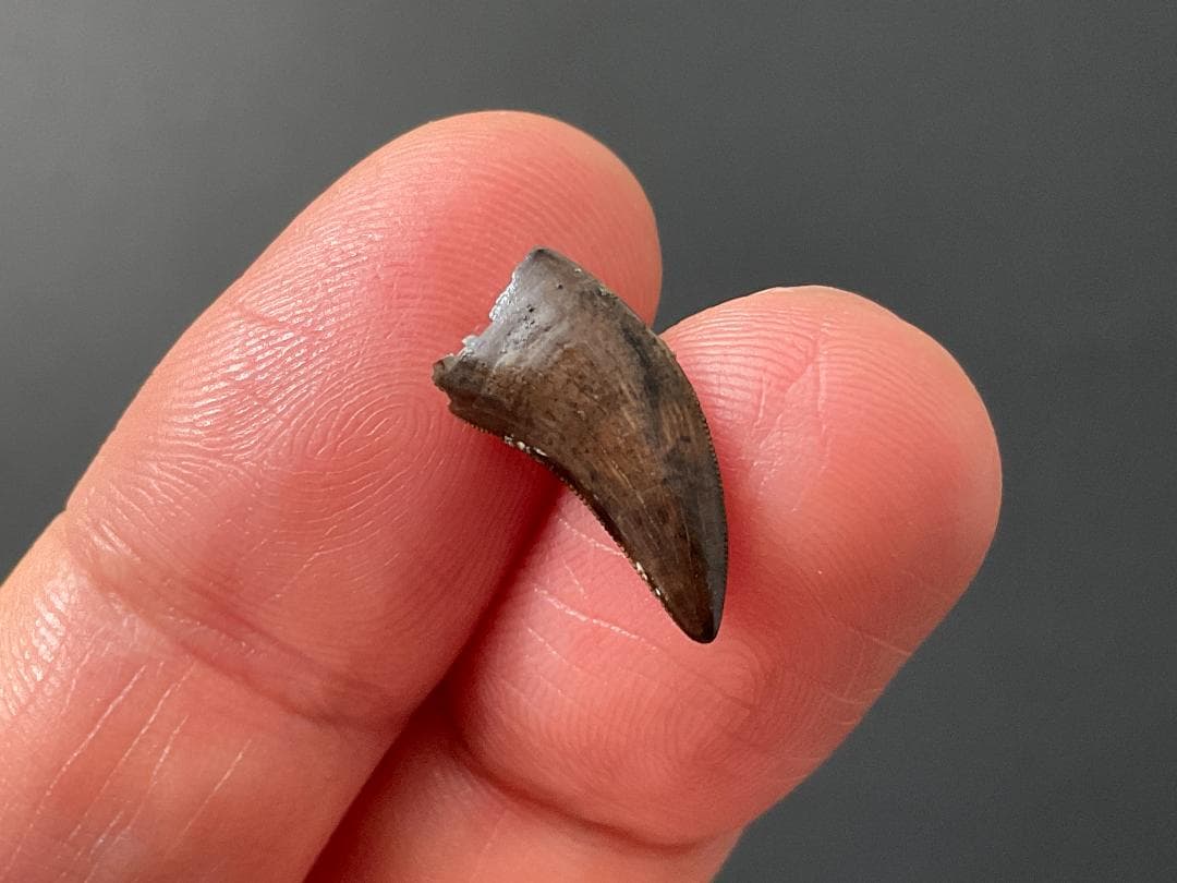 恐竜の歯 ティラノサウルス [DS411] 化石 希少 レア