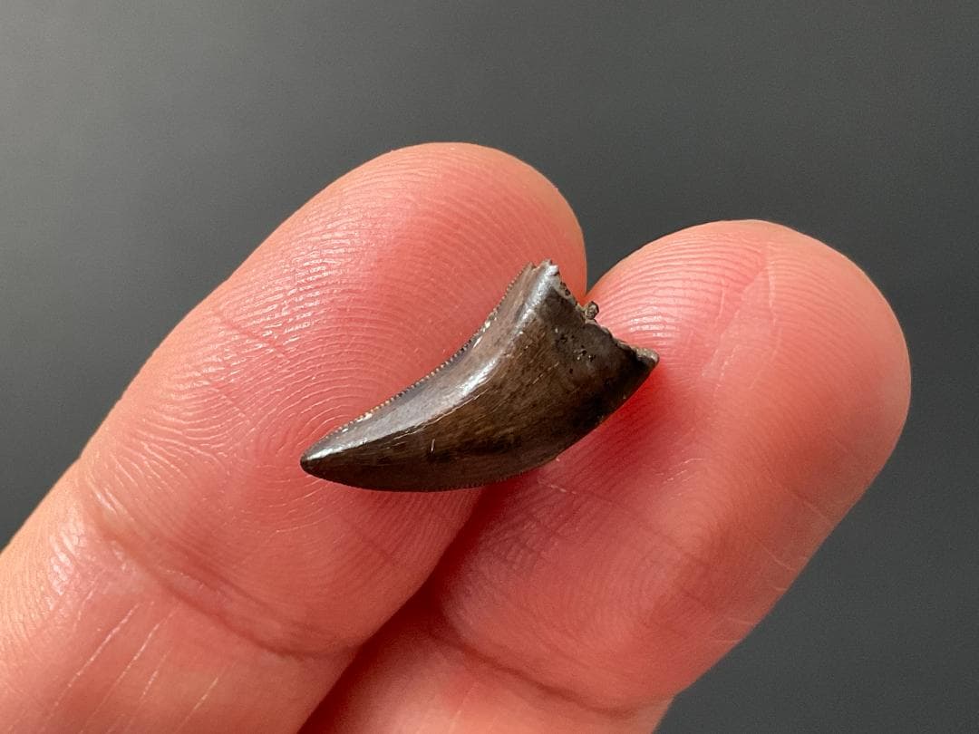 恐竜の歯 ティラノサウルス [DS411] 化石 希少 レア