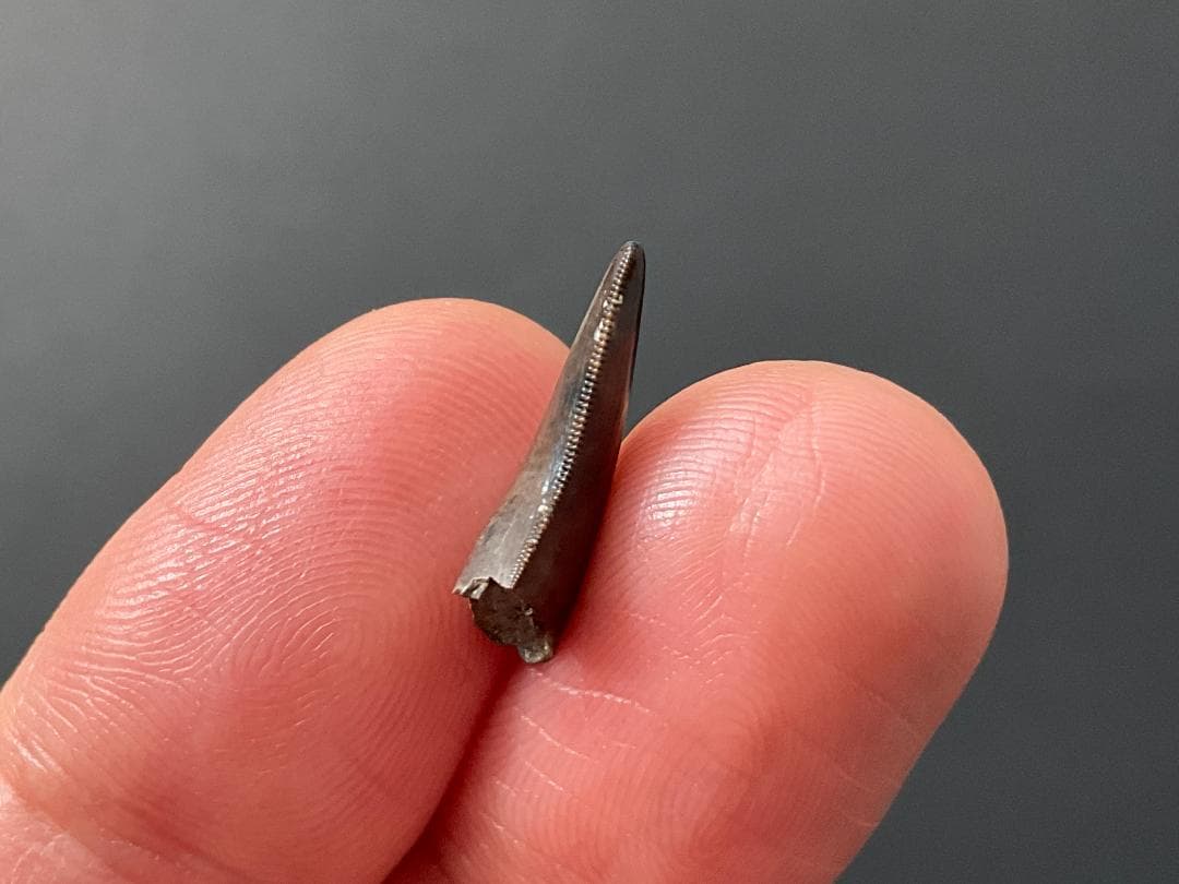 恐竜の歯 ティラノサウルス [DS411] 化石 希少 レア