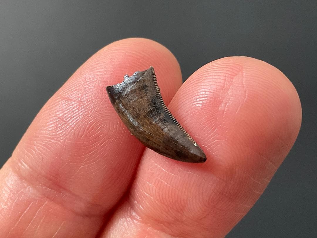 恐竜の歯 ティラノサウルス [DS411] 化石 希少 レア