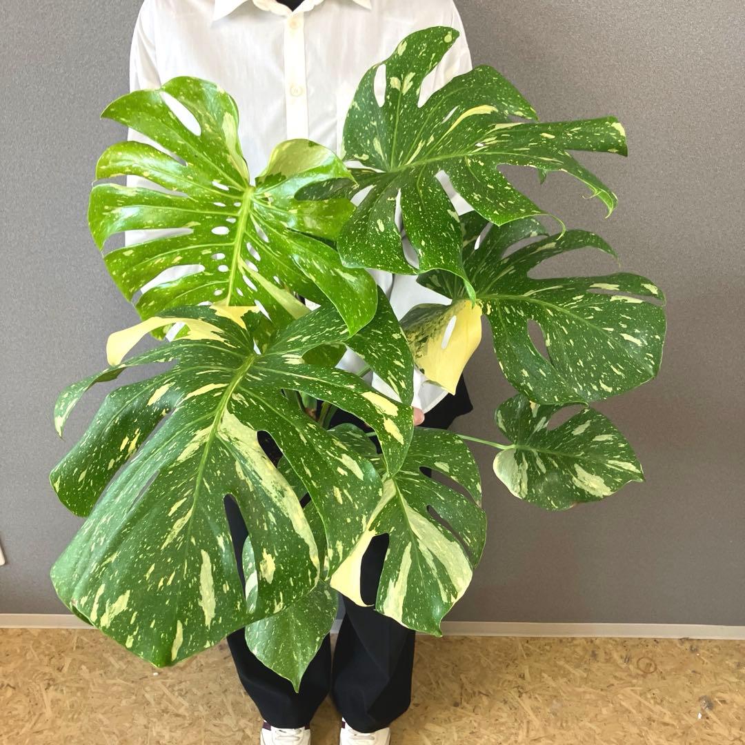 超希少❗️特大❗️超美斑❗️モンステラ　タイコンステレーション✨